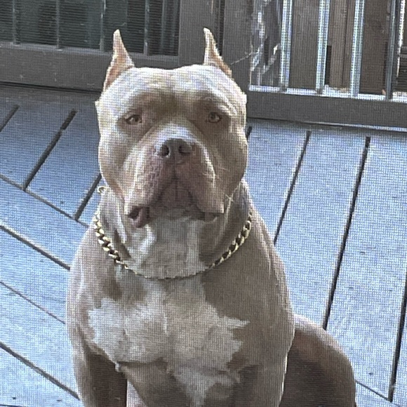 chockymonkey